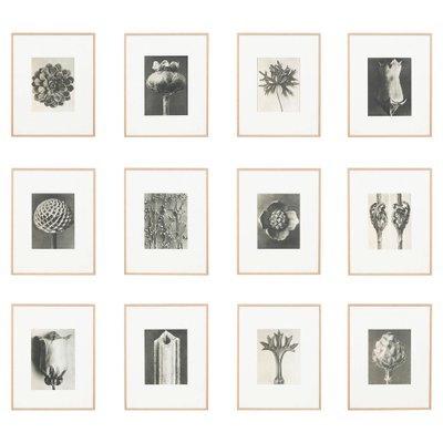 Karl Blossfeldt, 1942, Botanic Photographs, Set of 12-WM-1158460