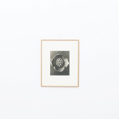 Karl Blossfeldt, 1942, Botanic Photographs, Set of 12-WM-1158460