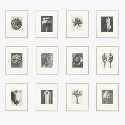 Karl Blossfeldt, 1942, Botanic Photographs, Set of 12-WM-1158460