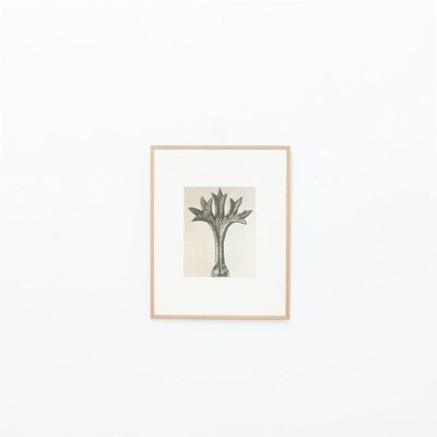 Karl Blossfeldt, 1942, Botanic Photographs, Set of 12-WM-1158460