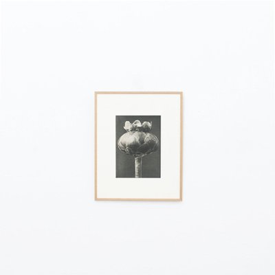 Karl Blossfeldt, 1942, Botanic Photographs, Set of 12-WM-1158460