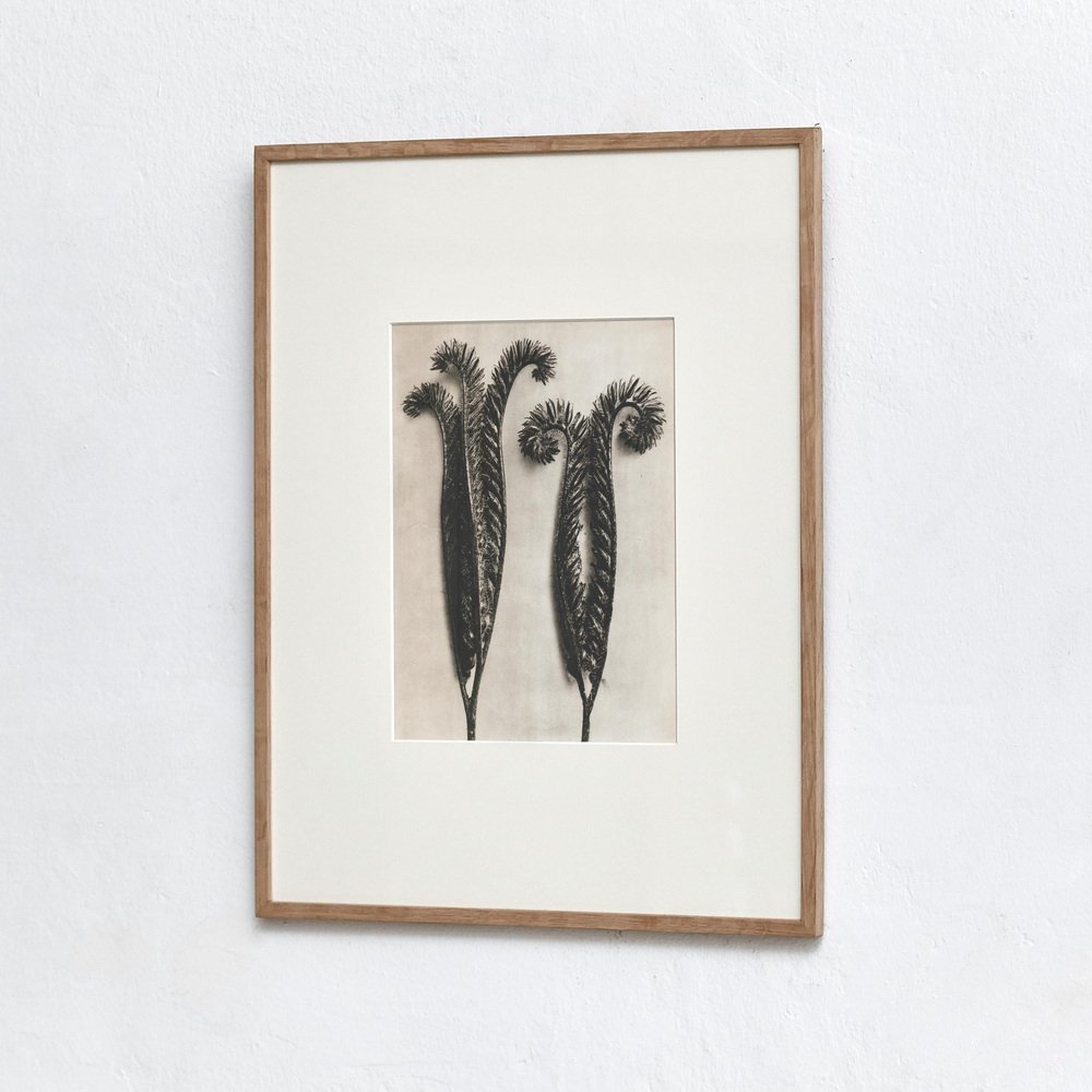 Karl Blossfeldt, Black and White Flower, 1942, Photograph, Framed