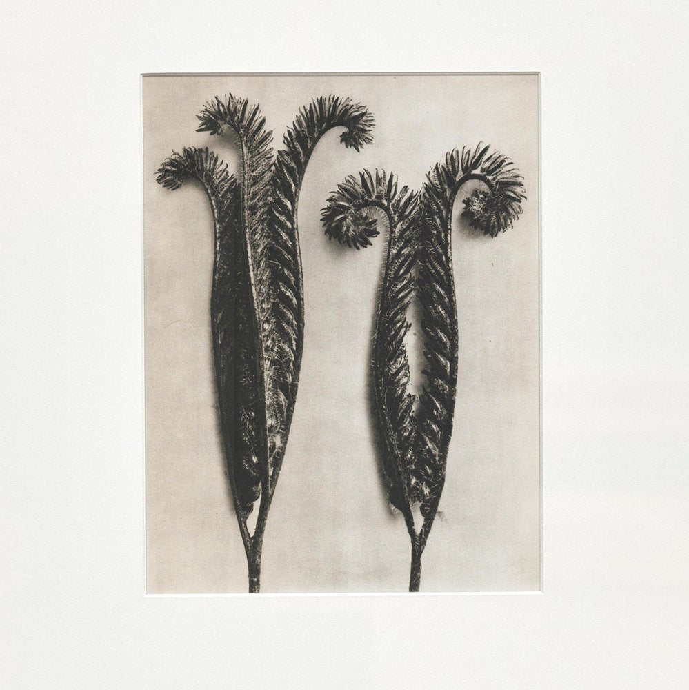 Karl Blossfeldt, Black and White Flower, 1942, Photograph, Framed