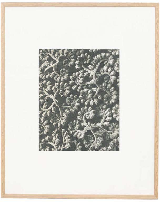 Karl Blossfeldt, Black & White Flower, 1942, Photogravure