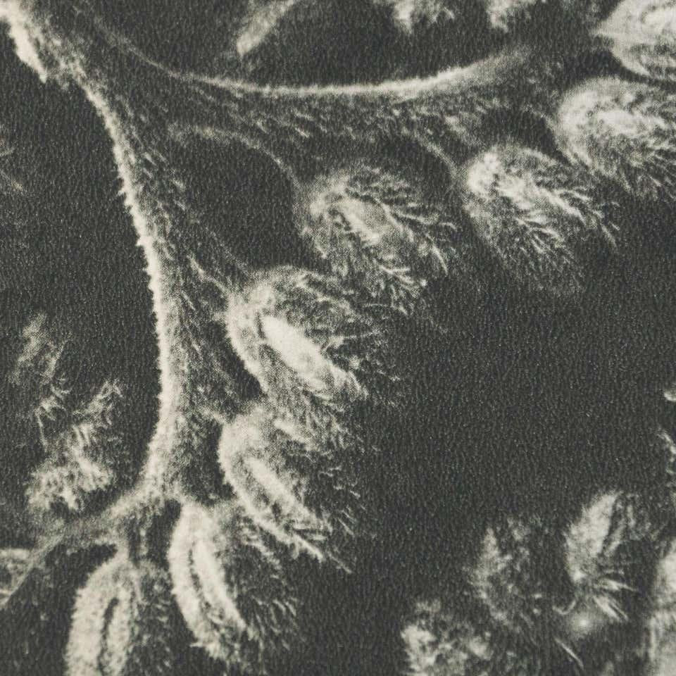 Karl Blossfeldt, Black & White Flower, 1942, Photogravure