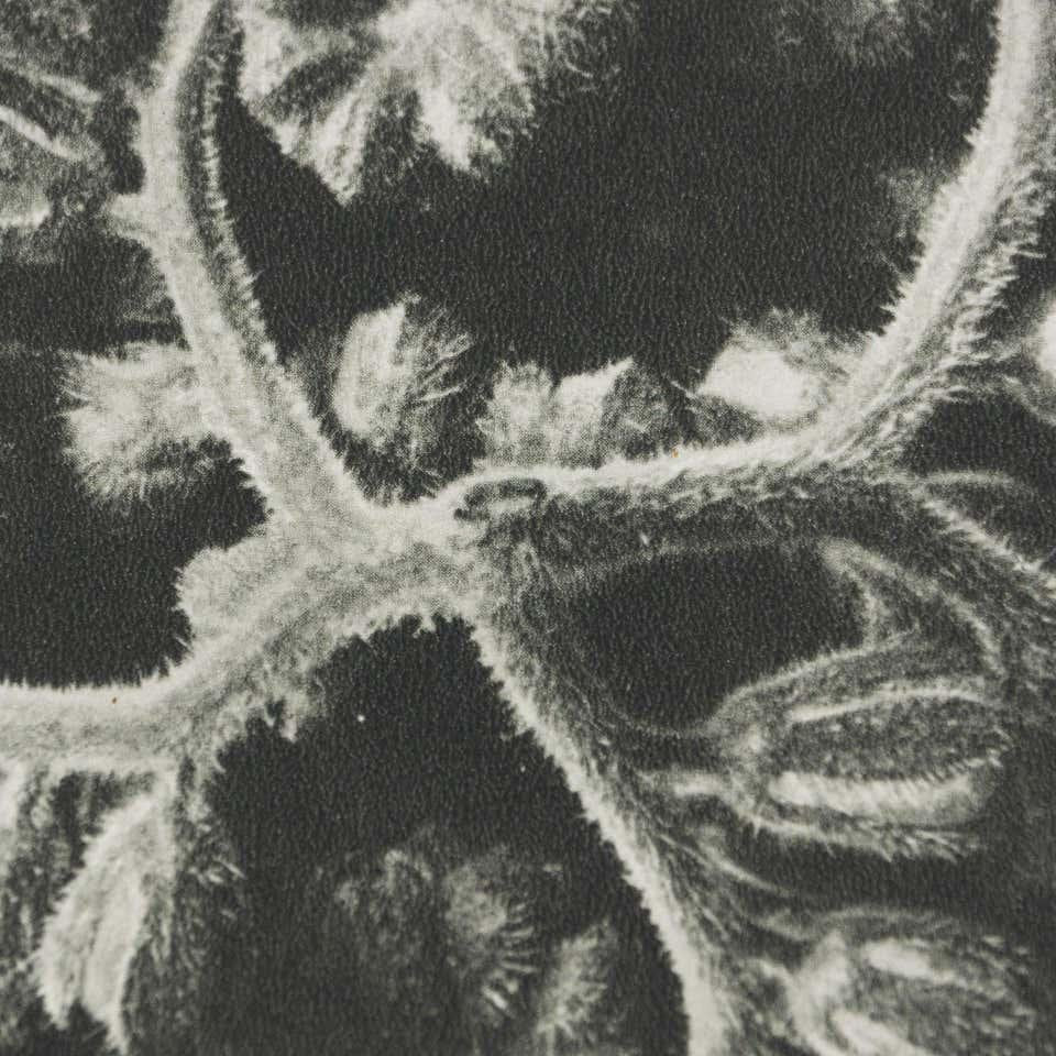 Karl Blossfeldt, Black & White Flower, 1942, Photogravure