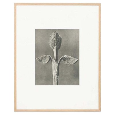 Karl Blossfeldt, Black & White Flower, 1942, Photogravure-WM-1407015