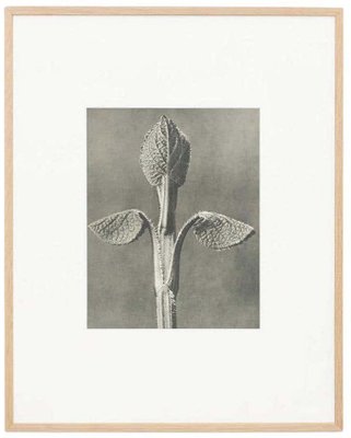 Karl Blossfeldt, Black & White Flower, 1942, Photogravure-WM-1407015