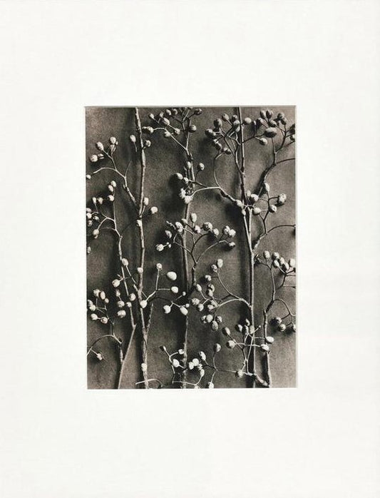 Karl Blossfeldt, Black & White Flower, 1942, Photogravure