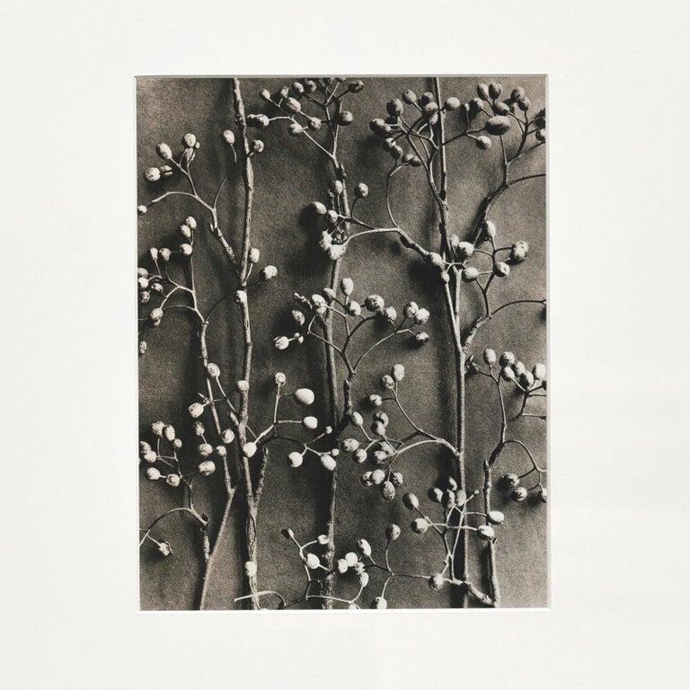 Karl Blossfeldt, Black & White Flower, 1942, Photogravure