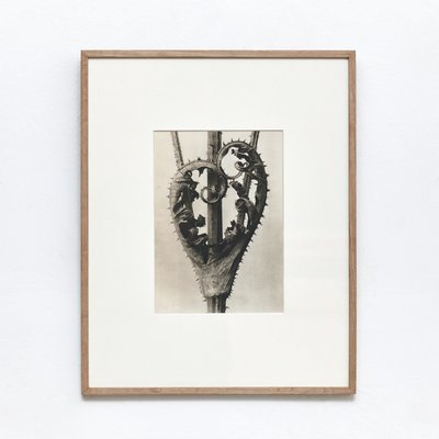 Karl Blossfeldt, Black & White Flower, 1942, Photogravure-WM-1156852