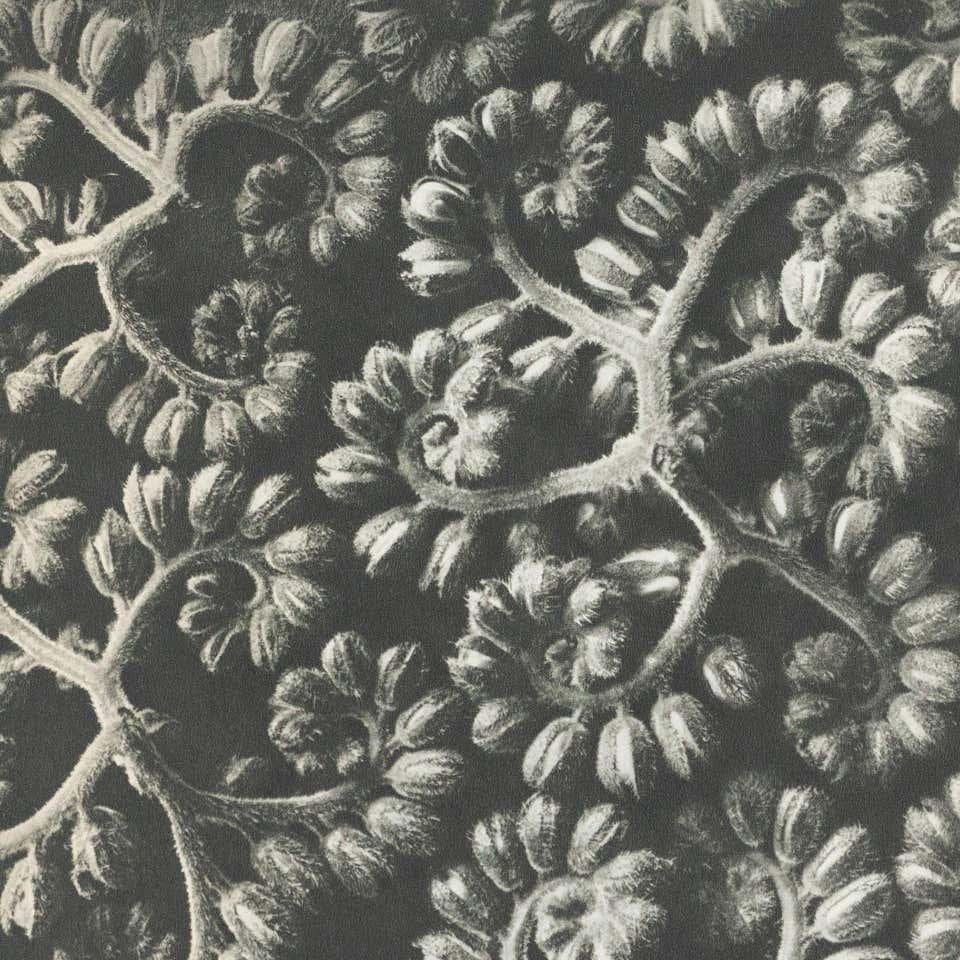 Karl Blossfeldt, Black & White Flower, 1942, Photogravure