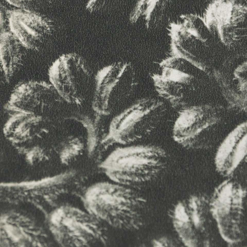 Karl Blossfeldt, Black & White Flower, 1942, Photogravure