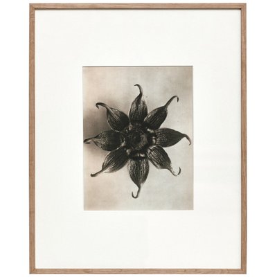 Karl Blossfeldt, Black & White Flower, 1942, Photogravure, Framed-WM-1048416