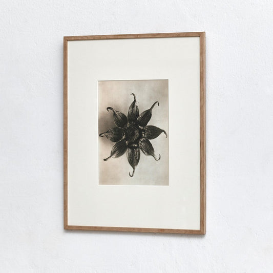 Karl Blossfeldt, Black & White Flower, 1942, Photogravure, Framed