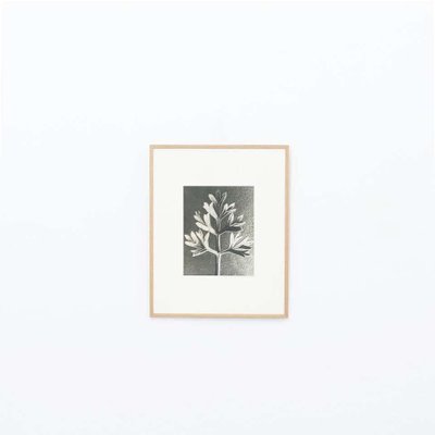 Karl Blossfeldt, Black & White Flower, 1942, Photogravure, Framed-WM-1318359