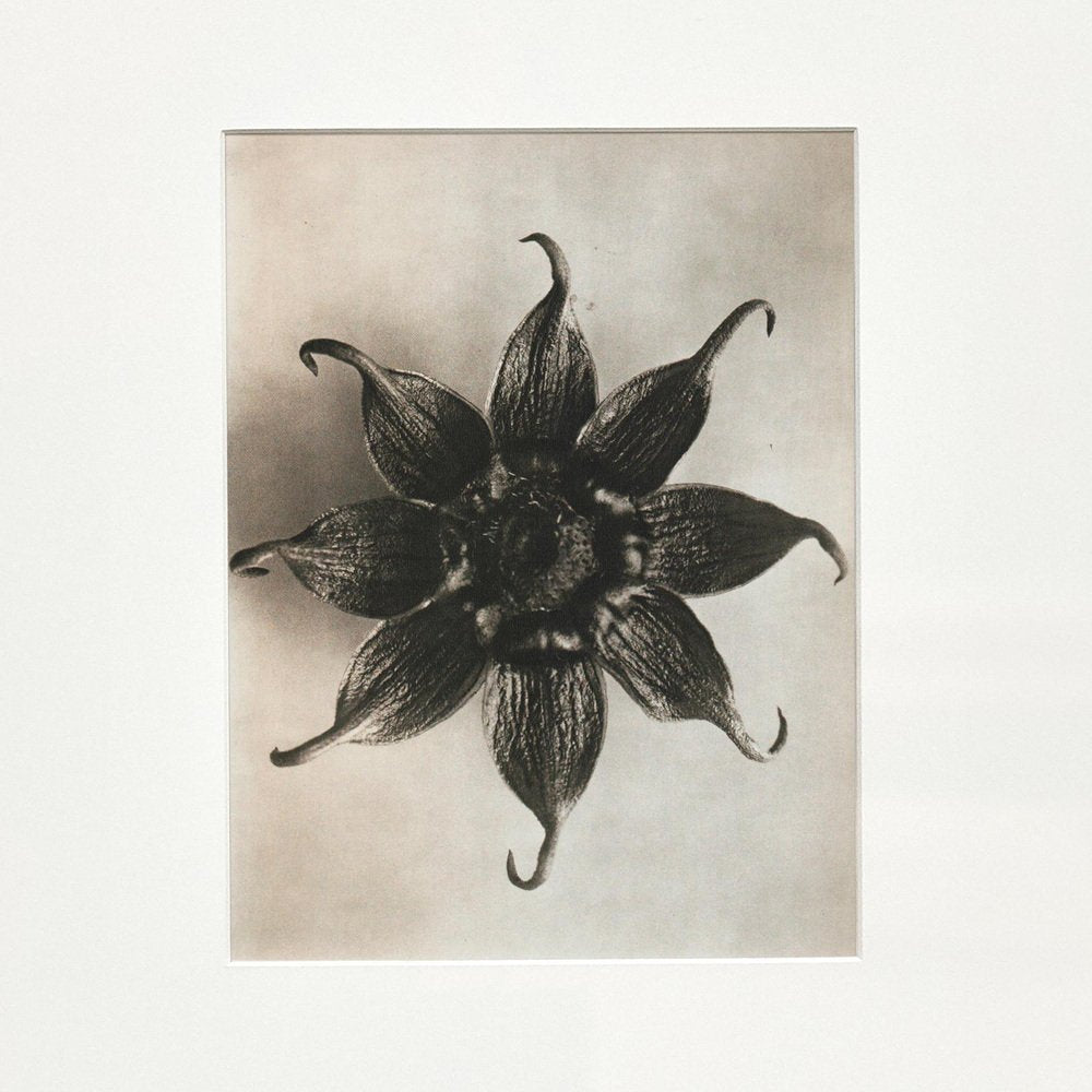 Karl Blossfeldt, Black & White Flower, 1942, Photogravure, Framed