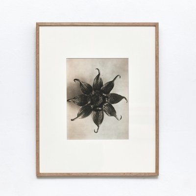 Karl Blossfeldt, Black & White Flower, 1942, Photogravure, Framed-WM-1048416