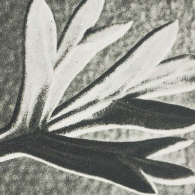 Karl Blossfeldt, Black & White Flower, 1942, Photogravure, Framed-WM-1318359