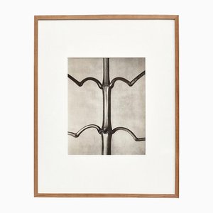 Karl Blossfeldt, Black & White Flower, 1942, Photogravure-WM-1157879