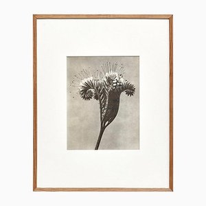 Karl Blossfeldt, Black & White Flower, 1942, Photogravure-WM-1158152