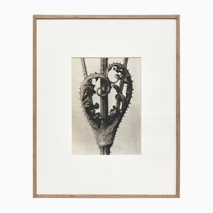 Karl Blossfeldt, Black & White Flower, 1942, Photogravure-WM-1156852