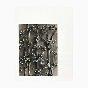 Karl Blossfeldt, Black & White Flower, 1942, Photogravure-WM-1290478