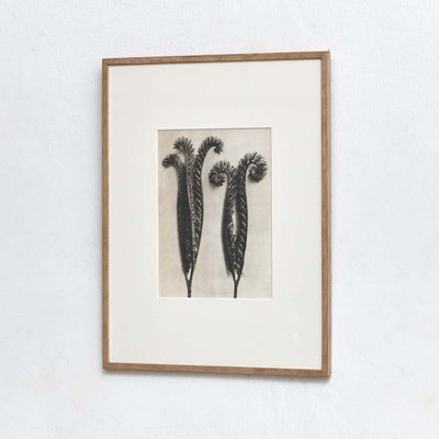 Karl Blossfeldt, Black & White Flowers, Photographs, Set of 6-WM-1190583