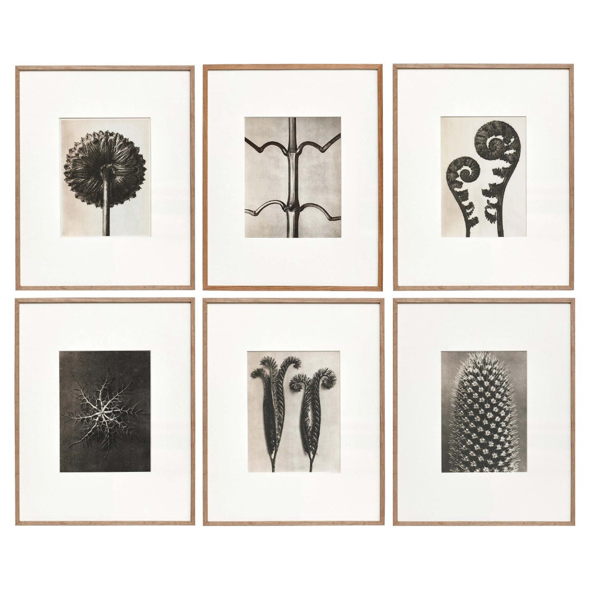 Karl Blossfeldt, Black & White Flowers, Photogravure, Set of 6