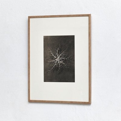 Karl Blossfeldt, Black & White Flowers, Photogravure, Set of 6