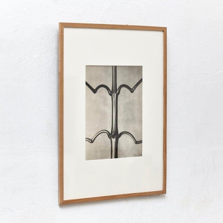 Karl Blossfeldt, Black & White Flowers, Photogravure, Set of 6