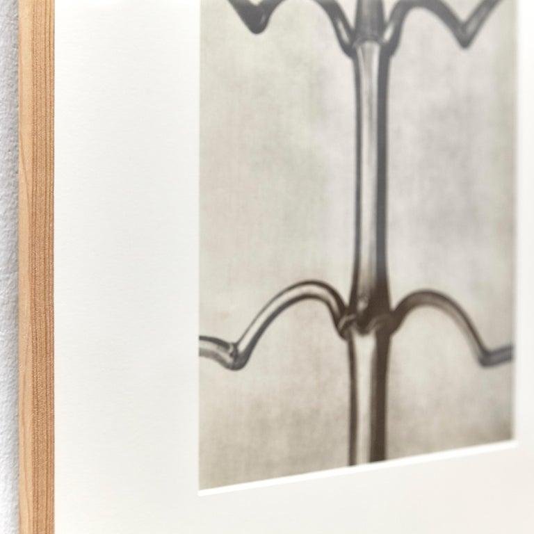 Karl Blossfeldt, Black & White Flowers, Photogravure, Set of 6