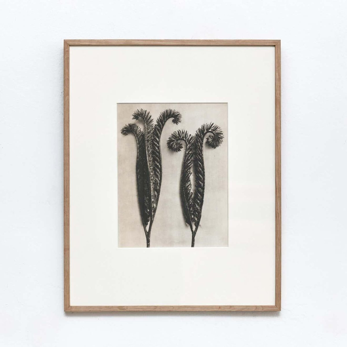 Karl Blossfeldt, Black & White Flowers, Photogravure, Set of 6