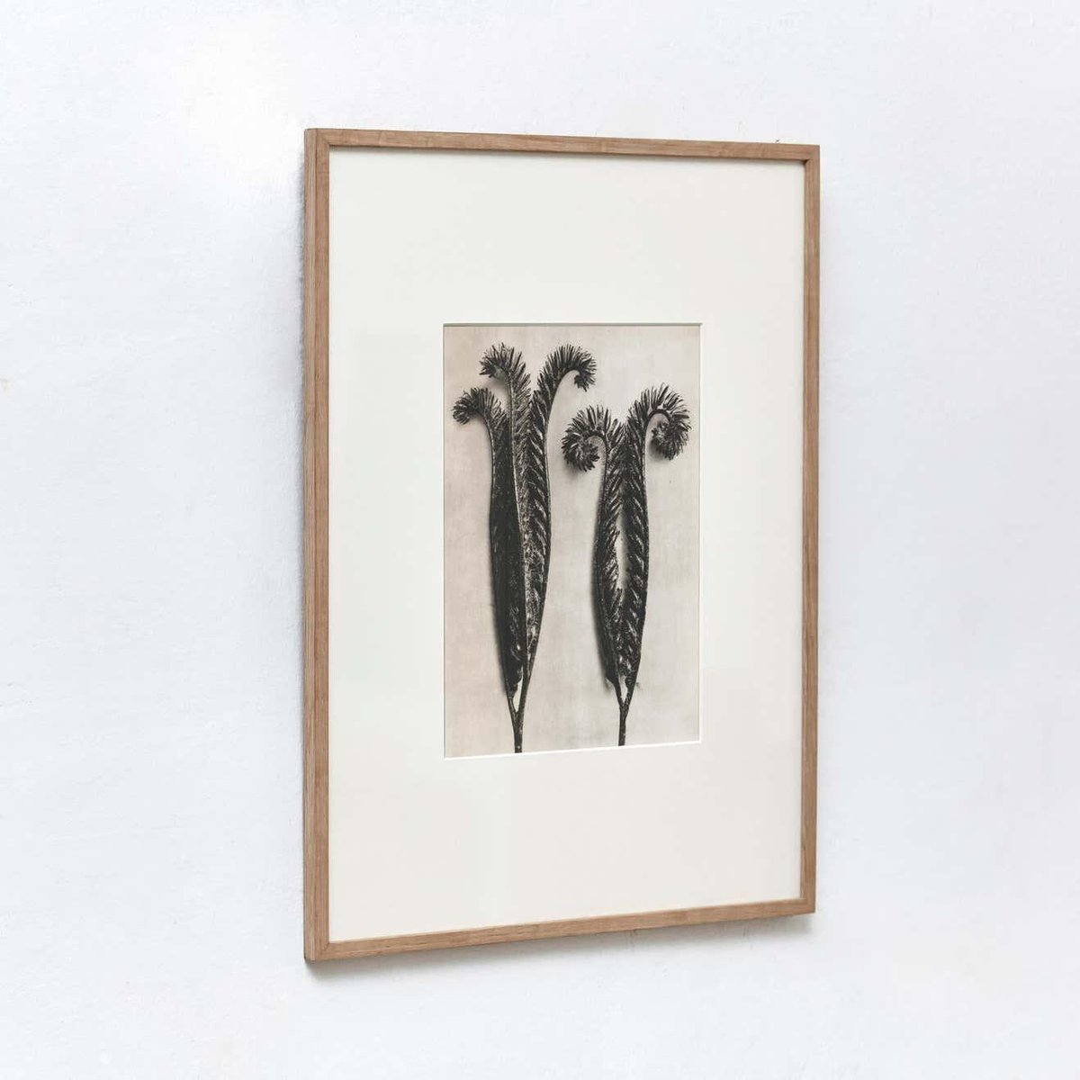 Karl Blossfeldt, Black & White Flowers, Photogravure, Set of 6