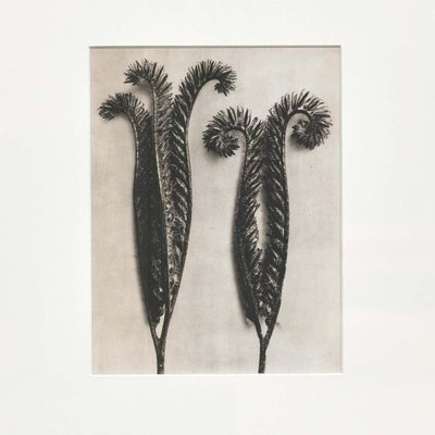 Karl Blossfeldt, Black & White Flowers, Photogravure, Set of 6