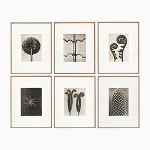 Karl Blossfeldt, Black & White Flowers, Photogravure, Set of 6-WM-1169007