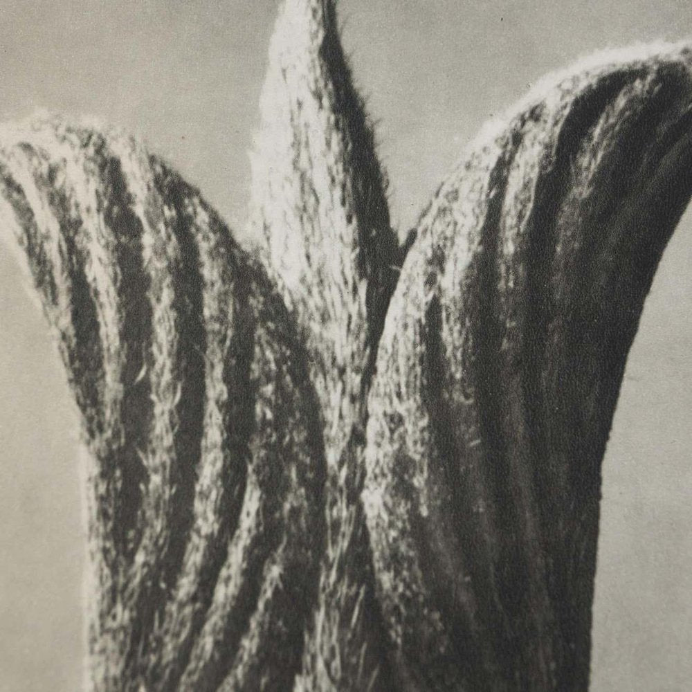 Karl Blossfeldt, Flower, 1942, Black & White Heliogravure, Framed