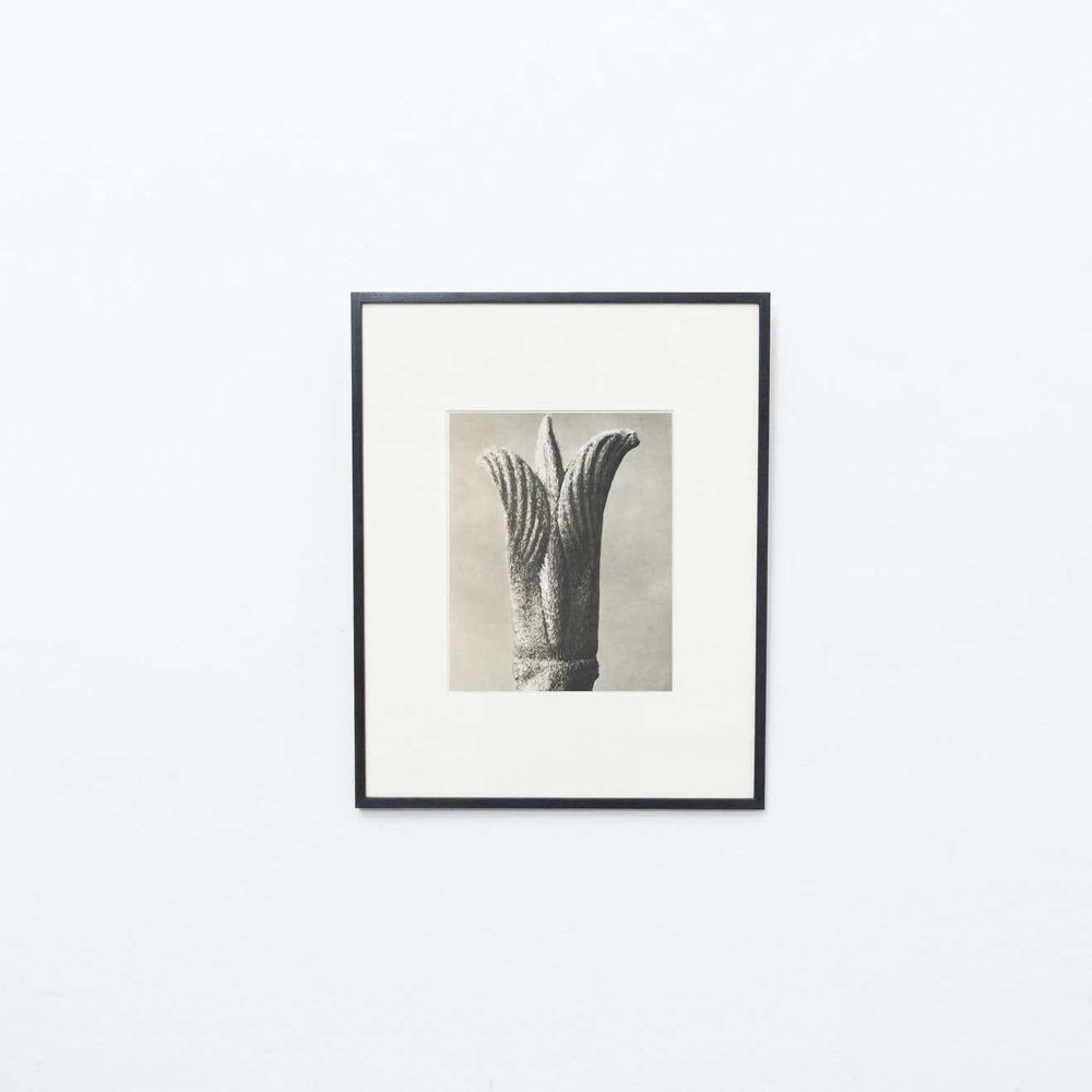 Karl Blossfeldt, Flower, 1942, Black & White Heliogravure, Framed