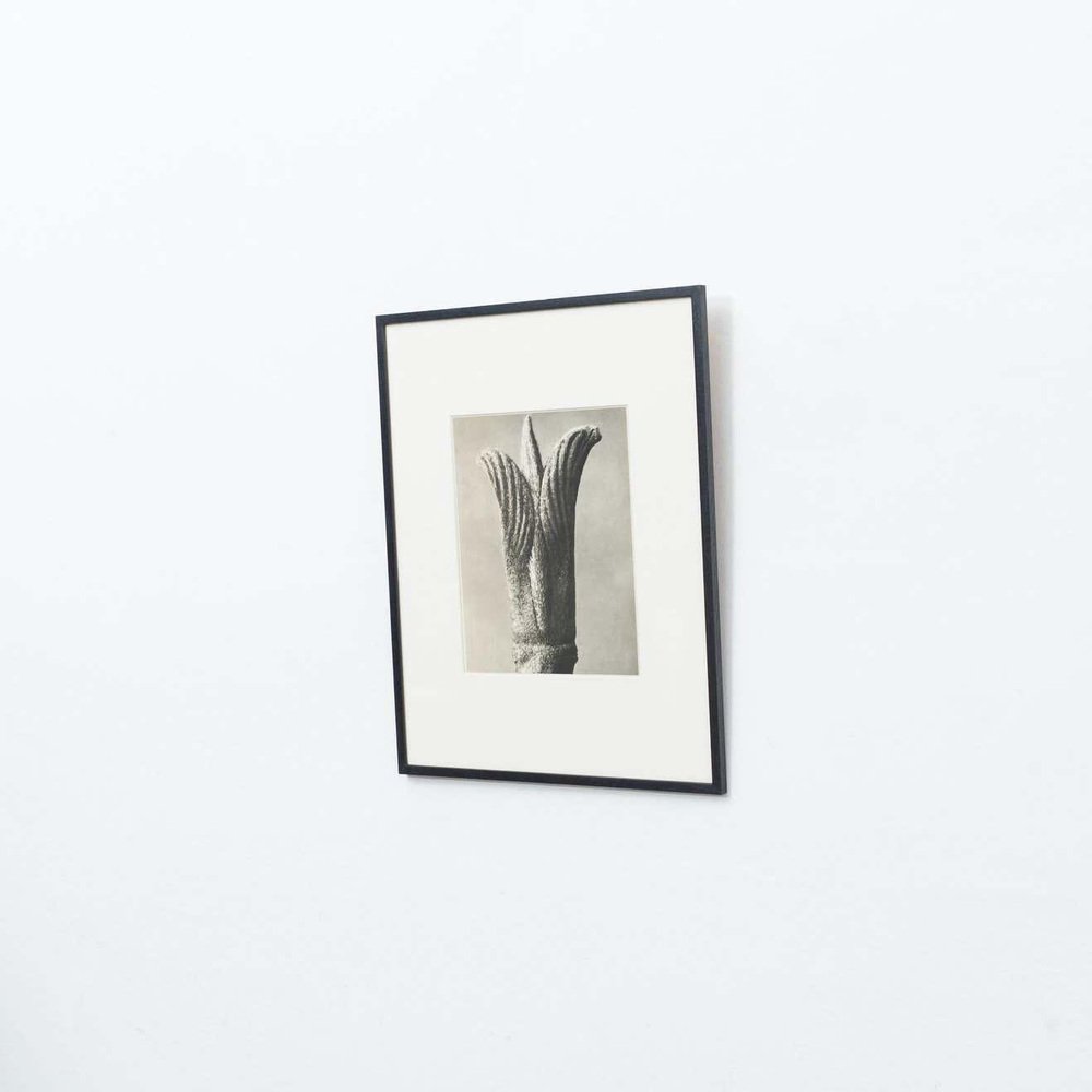 Karl Blossfeldt, Flower, 1942, Black & White Heliogravure, Framed