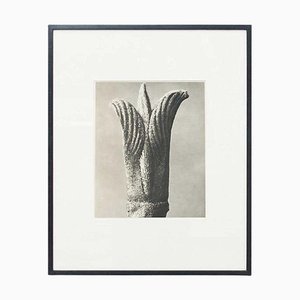 Karl Blossfeldt, Flower, 1942, Black & White Heliogravure, Framed-WM-1310583