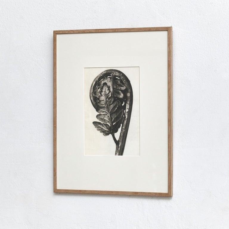 Karl Blossfeldt, Flower, 1942, Black & White Photogravure