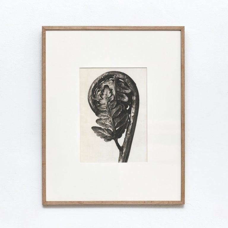 Karl Blossfeldt, Flower, 1942, Black & White Photogravure