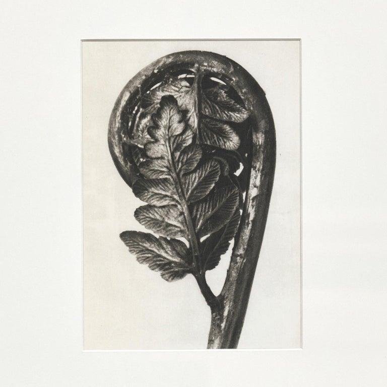 Karl Blossfeldt, Flower, 1942, Black & White Photogravure