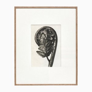 Karl Blossfeldt, Flower, 1942, Black & White Photogravure-WM-1287955