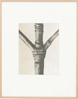 Karl Blossfeldt, Flower, 1942, Photogravure, Framed-WM-1428314