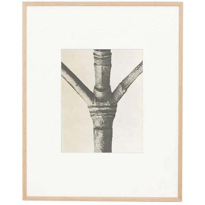 Karl Blossfeldt, Flower, 1942, Photogravure, Framed-WM-1428314