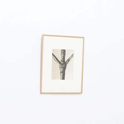 Karl Blossfeldt, Flower, 1942, Photogravure, Framed-WM-1428314