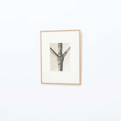 Karl Blossfeldt, Flower, 1942, Photogravure, Framed-WM-1428314