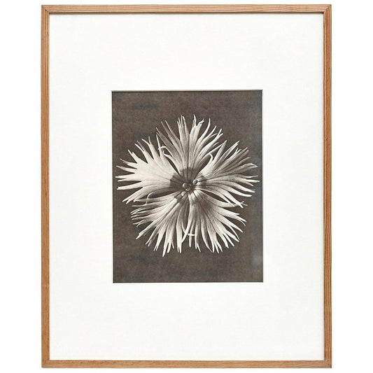 Karl Blossfeldt, Flower, Black & White Photogravure, 1942, Framed