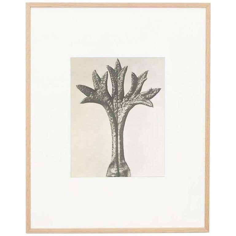 Karl Blossfeldt, Flower, Black & White Photogravure, 1942, Framed